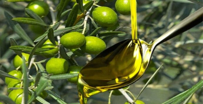 Ricadi sperimenta “l’olioturismo” e l’oro verde si fa ambasciatore del territorio vibonese nel mondo