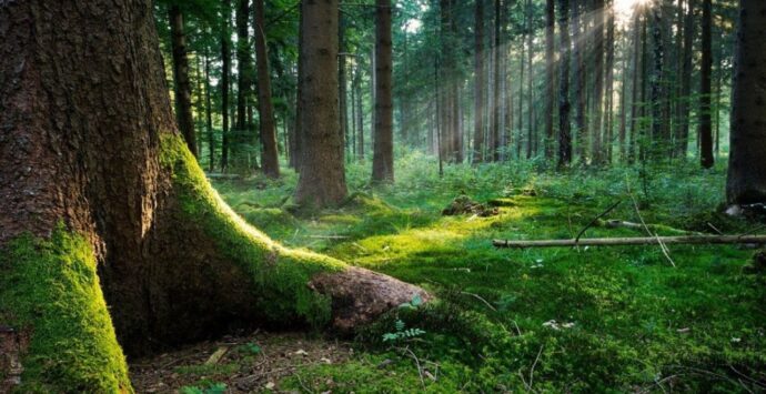Dalla Regione 2,3 milioni per il ripristino ambientale in Calabria: al via il bando per la tutela del patrimonio naturale