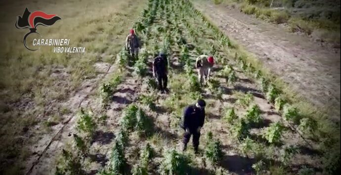 Blitz antidroga tra Vibonese e Reggino, 7 arresti: a San Calogero la base operativa per la produzione di marijuana – VIDEO
