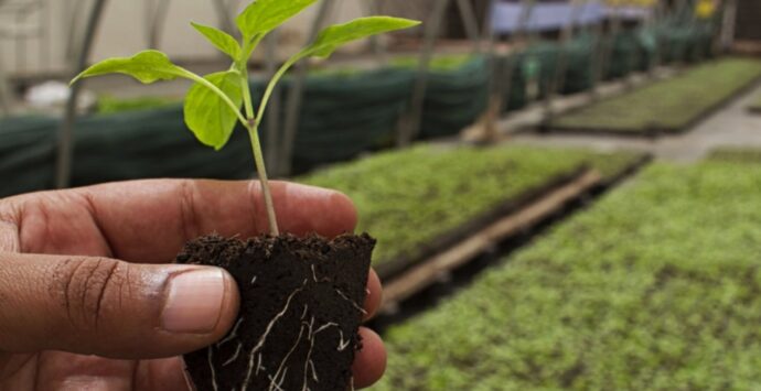 A Vibo crescono le imprese agricole e l’export: i dati del report della Camera di commercio