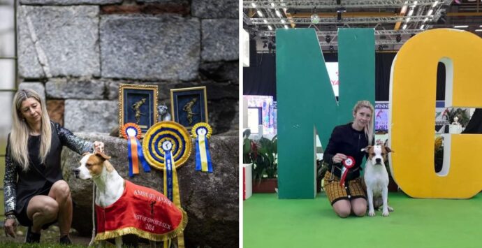 Da Nicotera a Bologna per l’Enci winner: l’amstaff Macarena diventa campionessa italiana