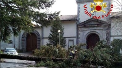 Maltempo nel Vibonese: la furia del vento abbatte un albero davanti alla Certosa di Serra San Bruno