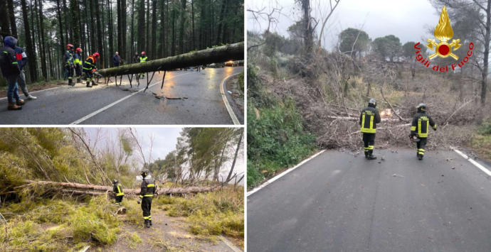 Maltempo nel Vibonese, alberi e pali caduti sulle strade per il forte vento: numerosi interventi dei vigili del fuoco