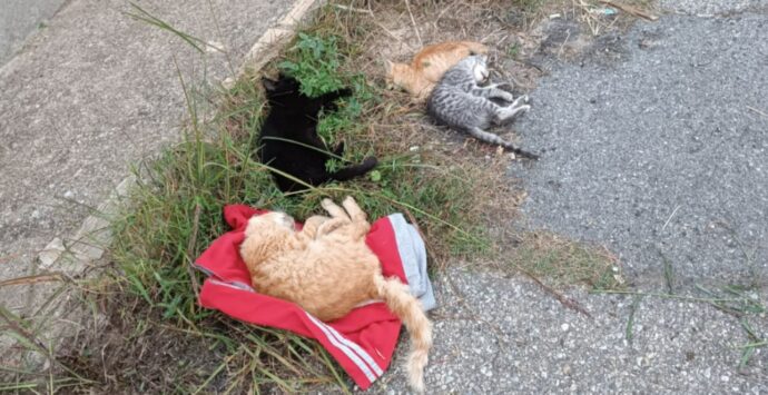 Strage di gatti a Jonadi, sterminata col veleno una colonia felina di 30 esemplari. Segnalazioni anche a Vibo