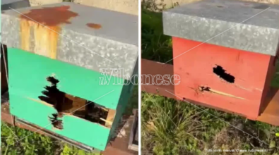 Intimidazione a Mileto, le api dell’azienda Chiarello prese a fucilate: distrutte 11 arnie – VIDEO