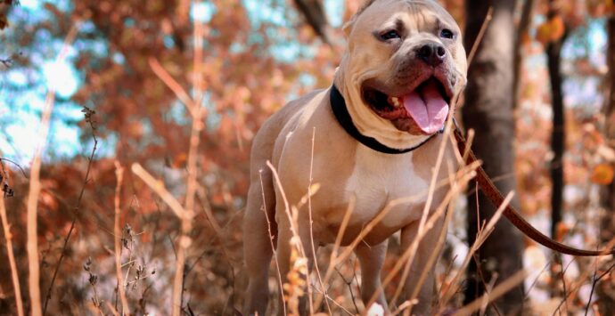 Palmi, aggredito da un pitbull mentre è a passeggio con il suo cane: ferito in varie parti del corpo