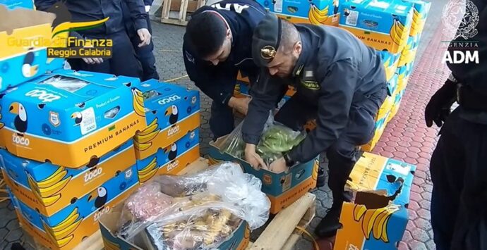 Ancora cocaina al porto di Gioia Tauro, carico di 27 chili trovato in un container di banane – VIDEO