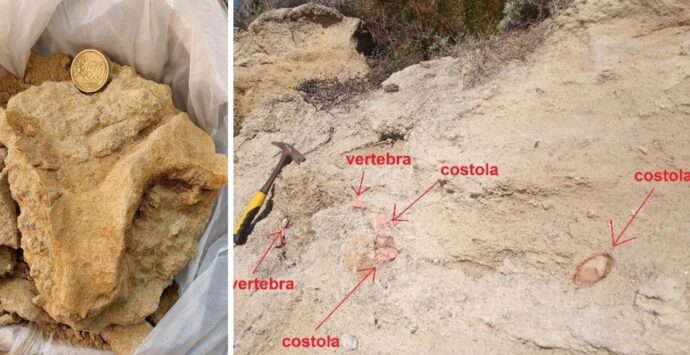 Trovato un fossile risalente a 7 milioni di anni fa tra Santa Domenica e Tropea: è il cranio di un sirenio