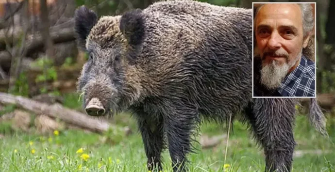 Ucciso dal cinghiale che aveva catturato con una trappola messa a difesa del suo orto: dramma in Calabria