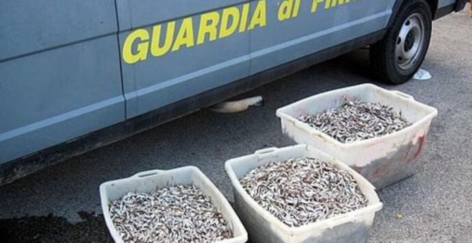 Pesca di frodo: nel Reggino le Fiamme gialle sequestrano un carico illegale da 1,5 tonnellate di novellame non commestibile
