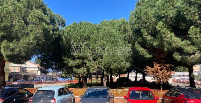 Stop del Tar al taglio dei pini in piazza Salvemini a Vibo, Rifondazione: «Battaglia di associazioni e cittadini, segnale di risveglio sociale»