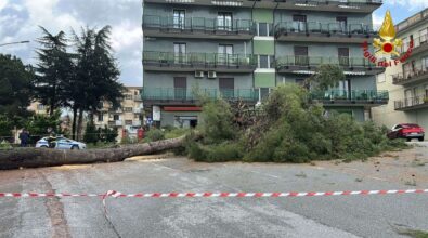 Albero crolla in un cortile a Vibo, i Vigili del Fuoco rimuovono un secondo esemplare a rischio