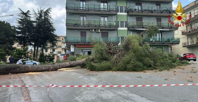 Albero crolla in un cortile a Vibo, i Vigili del Fuoco rimuovono un secondo esemplare a rischio
