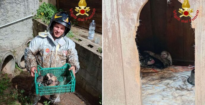Motta Filocastro, cuccioli di husky intrappolati nel tubo di scarico: salvati da un vigile del fuoco 