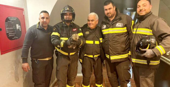 Soriano, “gufo” intrappolato nel vano ascensore del Polo museale salvato dai vigili del fuoco