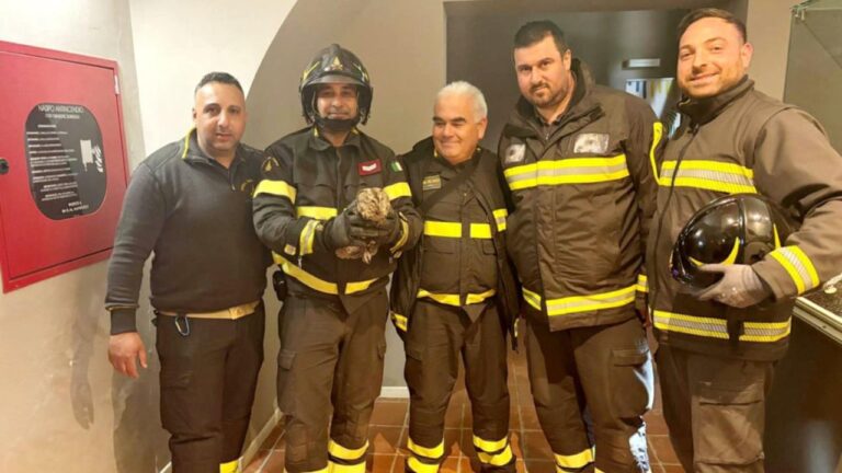 Soriano, “gufo” intrappolato nel vano ascensore del Polo museale salvato dai vigili del fuoco