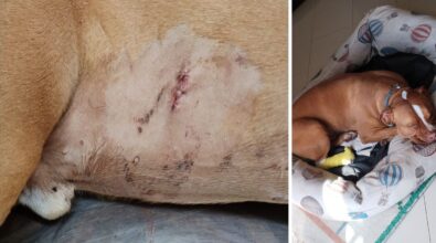 Cane attaccato da un cinghiale nel centro abitato di Vibo, la denuncia dei proprietari: «Era enorme, fate massima attenzione»