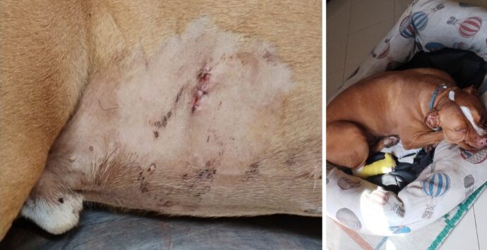 Cane attaccato da un cinghiale nel centro abitato di Vibo, la denuncia dei proprietari: «Era enorme, fate massima attenzione»