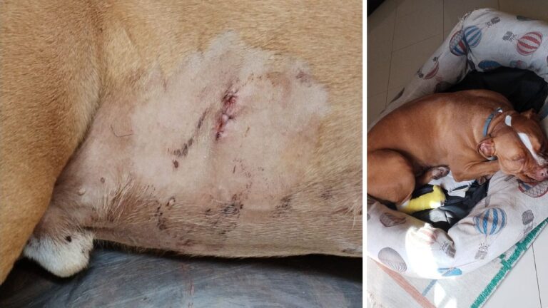 Cane attaccato da un cinghiale nel centro abitato di Vibo, la denuncia dei proprietari: «Era enorme, fate massima attenzione»