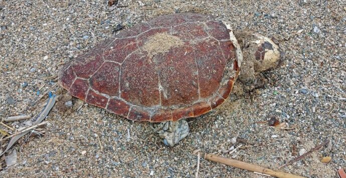 Tartaruga spiaggiata a Pizzo, continua la moria di Caretta Caretta lungo la Costa degli dei