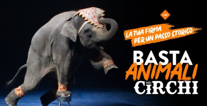 «Basta animali nei circhi»: la Lav si mobilita anche nel Vibonese per spingere il Governo a dare attuazione alla legge delega in scadenza