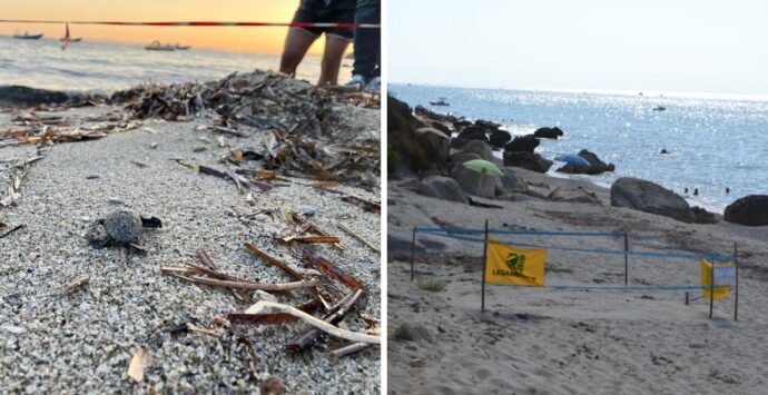 Tropea diventa “Comune amico delle tartarughe marine” grazie all’intesa con Legambiente per la tutela dei siti di nidificazione