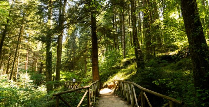 «Gli impianti eolici mettono a rischio la sopravvivenza del Parco nazionale delle Serre»: un convegno per lanciare l’allarme
