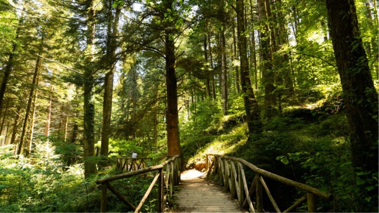 «Gli impianti eolici mettono a rischio la sopravvivenza del Parco nazionale delle Serre»: un convegno per lanciare l’allarme