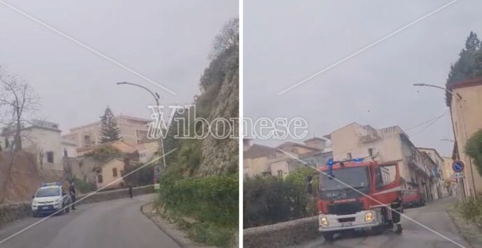 Tropea, a fuoco un albero in contrada Marina Vescovado: intervento tempestivo dei pompieri che evitano il propagarsi del rogo
