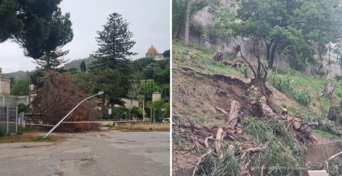 Maltempo a Tropea, le forti raffiche di vento sradicano tre alberi. Divelto anche un lampione