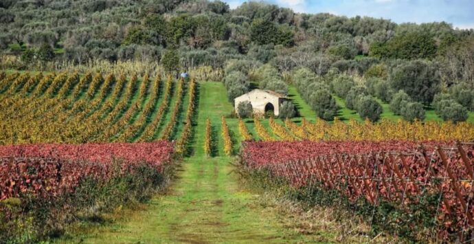 Un vino vibonese tra i dieci da non perdere al Vinitaly 2025: parola del guru di Slow wine Giancarlo Gariglio