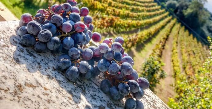 Gal terre vibonesi al Vinitaly aspettando la Doc: «Il nostro obiettivo è raccontare il territorio con le sue specialità enologiche»