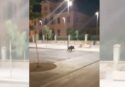 Vibo, cinghiali a passeggio anche in piazza Municipio. Colelli (Pd): «Ora basta, la Regione non può fingere che non esista il problema» – VIDEO