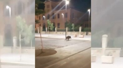 Vibo, cinghiali a passeggio anche in piazza Municipio. Colelli (Pd): «Ora basta, la Regione non può fingere che non esista il problema» – VIDEO