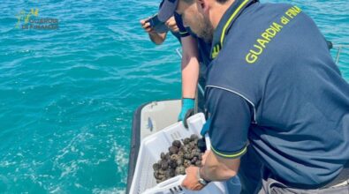 Pescano ricci di mare a Capo Vaticano: sorpresi dalla Finanza scappano ma gli agenti li raggiungono a nuoto
