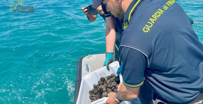 Pescano ricci di mare a Capo Vaticano: sorpresi dalla Finanza scappano ma gli agenti li raggiungono a nuoto