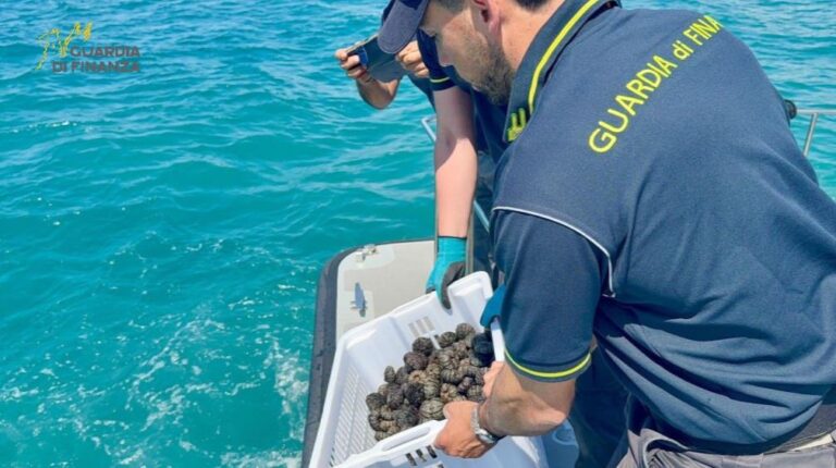 Pescano ricci di mare a Capo Vaticano: sorpresi dalla Finanza scappano ma gli agenti li raggiungono a nuoto