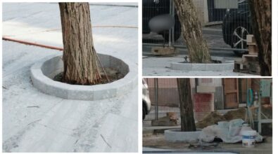 «A Vibo non si amano più gli alberi», la denuncia di Montesanti sulle piante «strozzate» di piazza Buccarelli