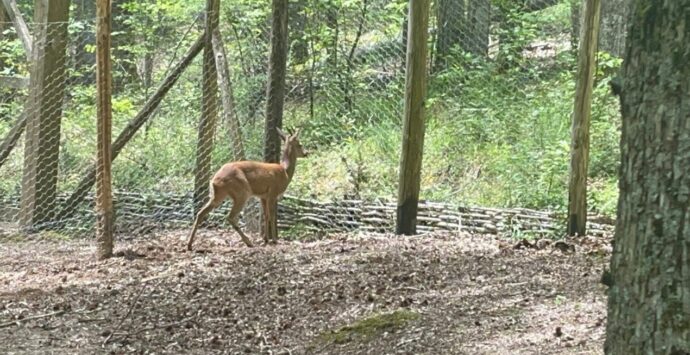 I caprioli tornano a Mongiana, Gelsomino accolto nel sentiero faunistico di Villa Vittoria