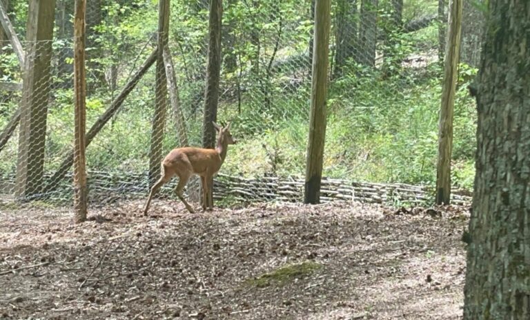I caprioli tornano a Mongiana, Gelsomino accolto nel sentiero faunistico di Villa Vittoria