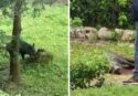 Vibo, abbattuto a fucilate il cinghiale che si aggirava per la Villa comunale in pieno centro storico