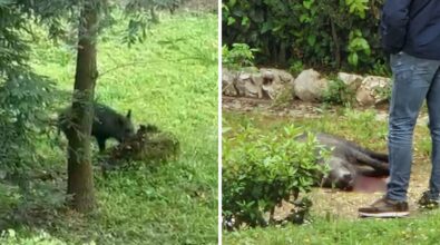 Vibo, abbattuto a fucilate il cinghiale che si aggirava per la Villa comunale in pieno centro storico