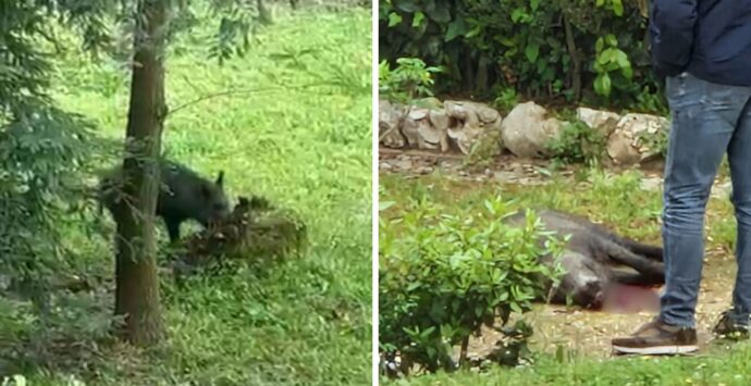 Vibo, abbattuto a fucilate il cinghiale che si aggirava per la Villa comunale in pieno centro storico