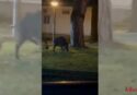 Vibo, cinghiali (anche) in ospedale: filmati mentre si aggirano nell’area dello Jazzolino -Video