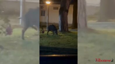 Vibo, cinghiali (anche) in ospedale: filmati mentre si aggirano nell’area dello Jazzolino -Video