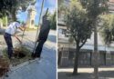 Vibo, piantati 5 lecci su viale Regina Margherita. Miceli: «Pensiamo in prospettiva a una città più verde»