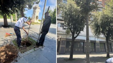 Vibo, piantati 5 lecci su viale Regina Margherita. Miceli: «Pensiamo in prospettiva a una città più verde»