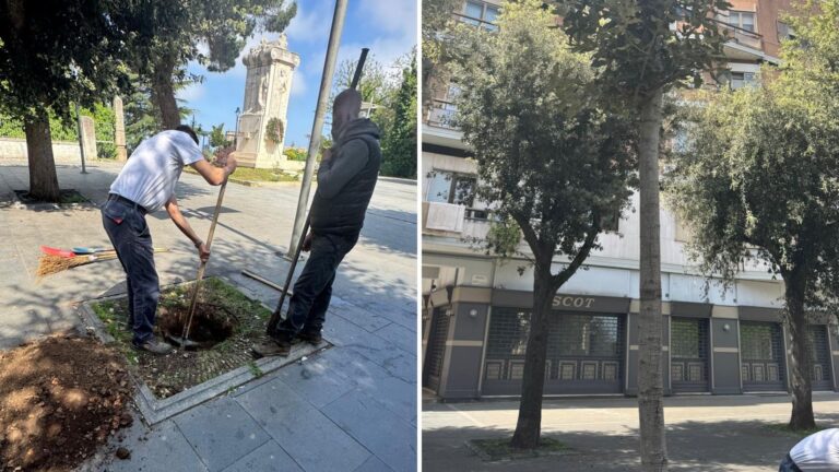Vibo, piantati 5 lecci su viale Regina Margherita. Miceli: «Pensiamo in prospettiva a una città più verde»