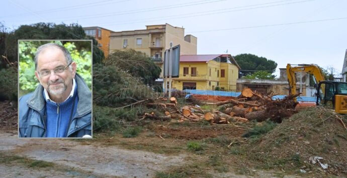 Vibo, Paolillo (Wwf) in lacrime davanti al video dell’abbattimento dei pini di piazza Salvemini: «Li avevano già condannati»