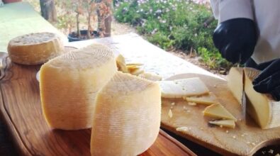 Il cambiamento climatico minaccia anche il Pecorino del Poro: il formaggio Dop vibonese protagonista dello Slow Food Day 2025